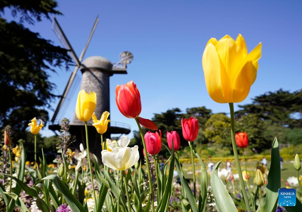 This photo taken on March 13, 2024 shows the spring scenery at the Golden Gate Park in San Francisco, California, the United States. With the coming of spring, the park is dotted with flowers in full bloom.(Photo: Xinhua)