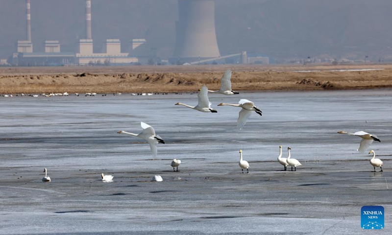 Migrant birds are seen at a Yellow River shoal at the foot of Yinshan Mountain in north China's Inner Mongolia Autonomous Region, March 13, 2024. (Photo: Xinhua)