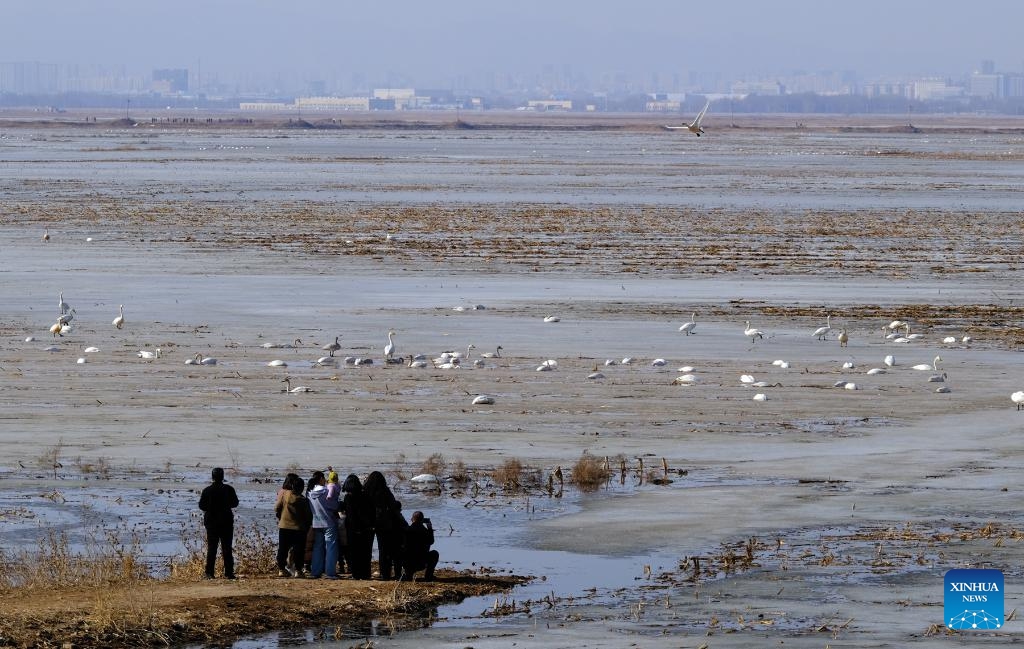 People watch migrant birds at a Yellow River shoal at the foot of Yinshan Mountain in north China's Inner Mongolia Autonomous Region, March 13, 2024.(Photo: Xinhua)