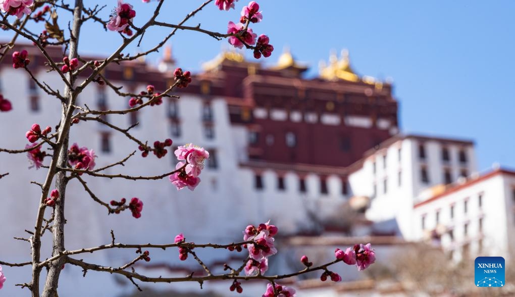 This photo taken on March 14, 2024 shows the spring scenery in Lhasa, southwest China's Xizang Autonomous Region.(Photo: Xinhua)