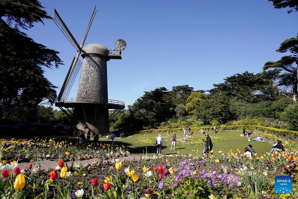 People enjoy spring time at the Golden Gate Park in San Francisco, California, the United States, March 13, 2024. With the coming of spring, the park is dotted with flowers in full bloom.(Photo: Xinhua)