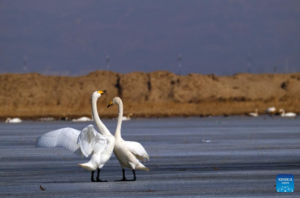 Swans are seen at a Yellow River shoal at the foot of Yinshan Mountain in north China's Inner Mongolia Autonomous Region, March 13, 2024.(Photo: Xinhua)