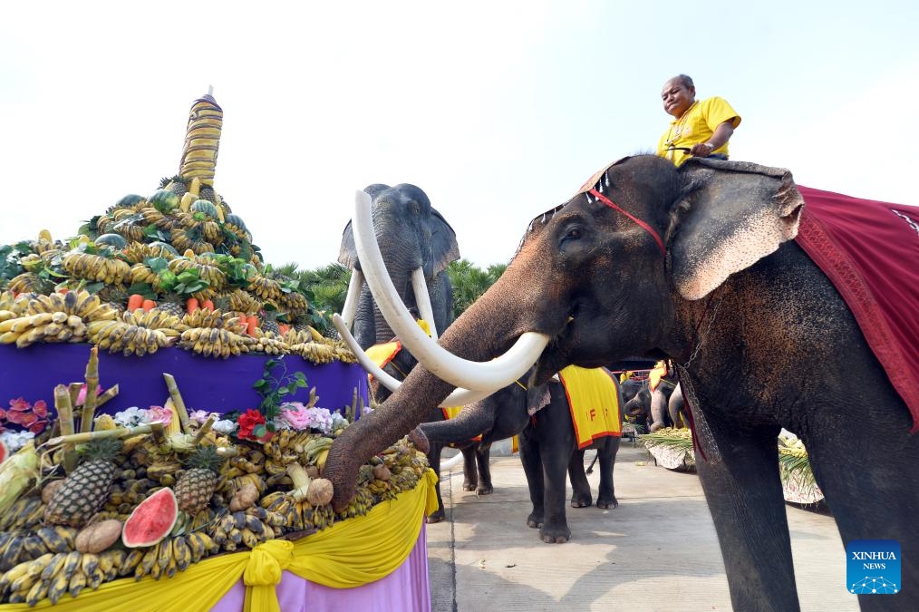 Elephants eat fruits during an elephant buffet marking the Thai National Elephant Day at Nong Nooch Tropical Garden in Pattaya, Thailand, March 13, 2024.(Photo: Xinhua)