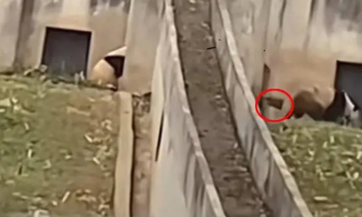 Screenshot of the video online.