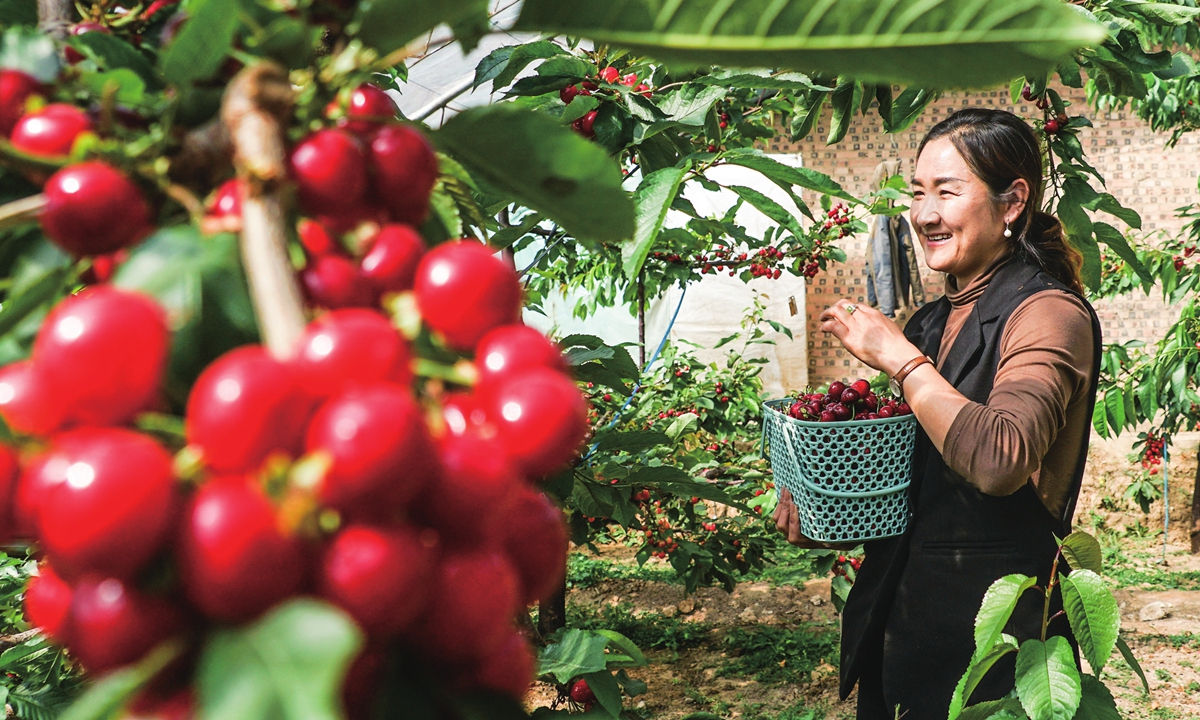 A farmer picks cherries in Guide county, Northwest China's Qinghai Province on March 19, 2024. Relying on its unique natural resources, the region has vigorously cultivated new forms of tourism, created integrated agriculture and tourism industries, and formed a characteristic industrial chain. Photo: cnsphoto