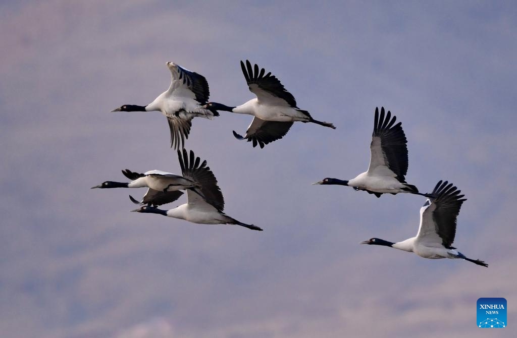 Black-necked cranes fly at a reservoir in Lhunzhub County of Lhasa, southwest China's Xizang Autonomous Region, March 17, 2024. As the temperature gradually rises, black-necked cranes have started their migration from the reservoir in Lhunzhub County. The black-necked crane, a species under first-class state protection in China, mainly inhabits plateau meadows and marshes at an altitude of 2,500 to 5,000 meters.(Photo: Xinhua)