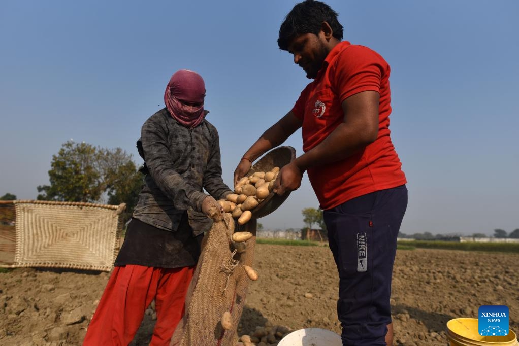 Farmers harvest potatoes in a field in Soraon village, Prayagraj district, India's northern state of Uttar Pradesh, March 19, 2024.(Photo: Xinhua)