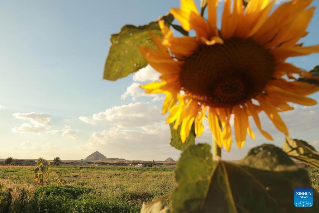 Spring scenery of Giza, Egypt - Global Times