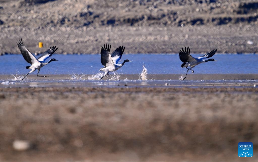 Black-necked cranes fly at a reservoir in Lhunzhub County of Lhasa, southwest China's Xizang Autonomous Region, March 17, 2024. As the temperature gradually rises, black-necked cranes have started their migration from the reservoir in Lhunzhub County. The black-necked crane, a species under first-class state protection in China, mainly inhabits plateau meadows and marshes at an altitude of 2,500 to 5,000 meters.(Photo: Xinhua)