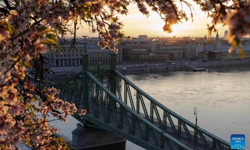 This photo taken on March 17, 2024 shows a blooming tree and the landmark Liberty Bridge in Budapest, Hungary.(Photo: Xinhua)