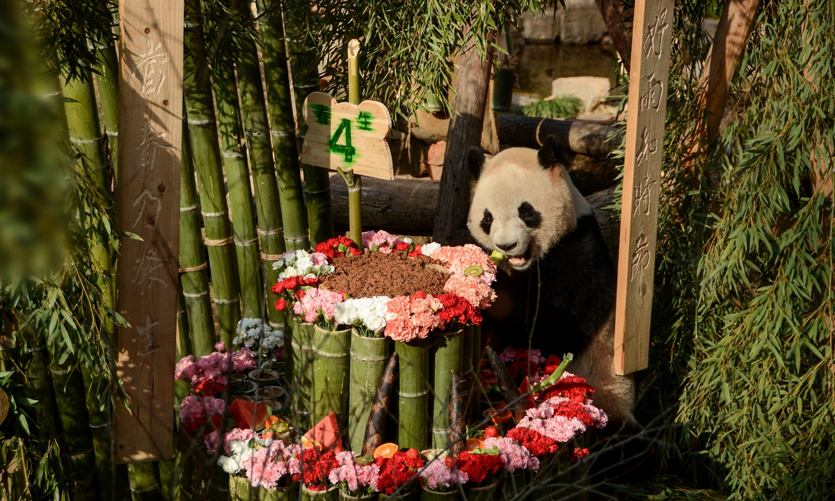 Giant panda Chunsheng, meaning 