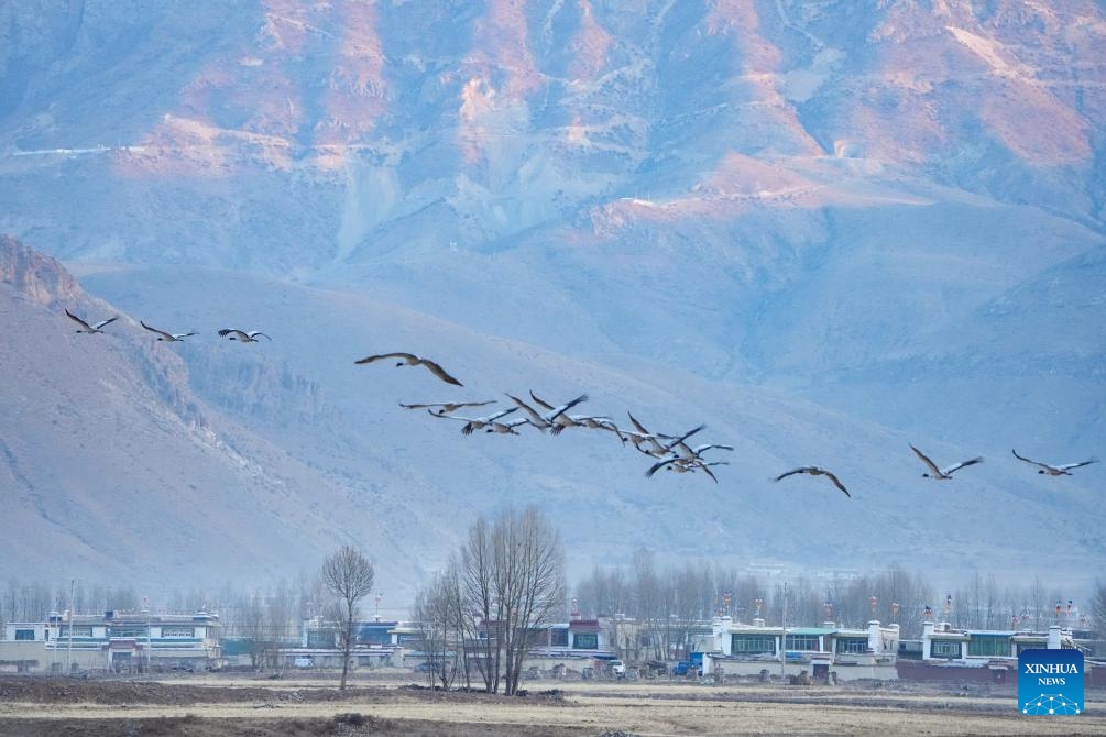Black-necked cranes fly at a reservoir in Lhunzhub County of Lhasa, southwest China's Xizang Autonomous Region, March 17, 2024. As the temperature gradually rises, black-necked cranes have started their migration from the reservoir in Lhunzhub County. The black-necked crane, a species under first-class state protection in China, mainly inhabits plateau meadows and marshes at an altitude of 2,500 to 5,000 meters.(Photo: Xinhua)