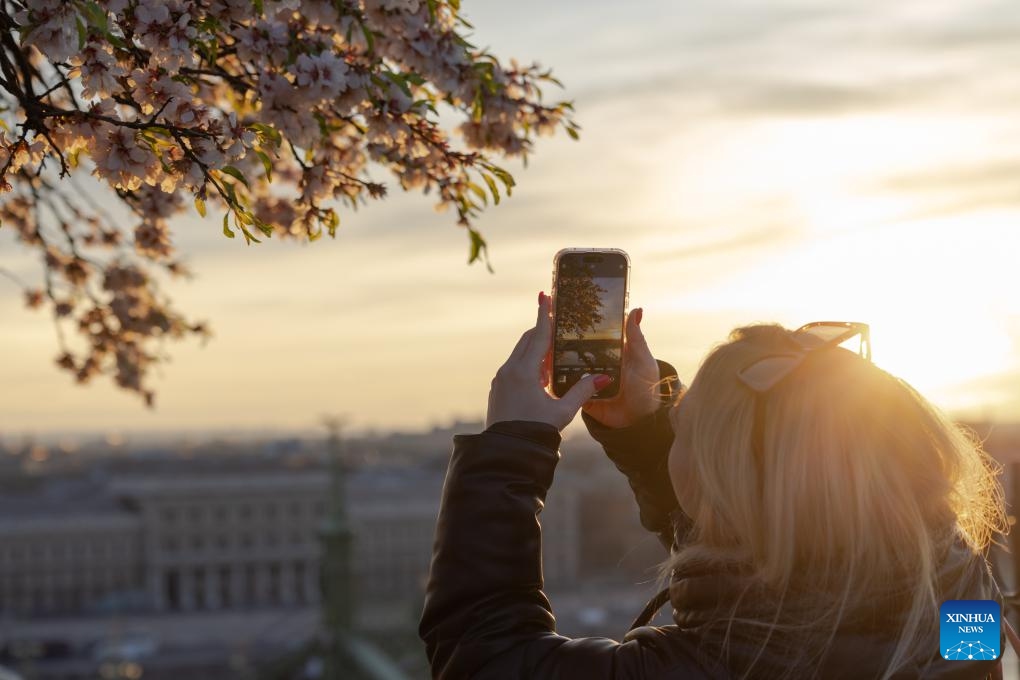 A woman takes photos of a blooming tree in Budapest, Hungary, March 17, 2024(Photo: Xinhua)