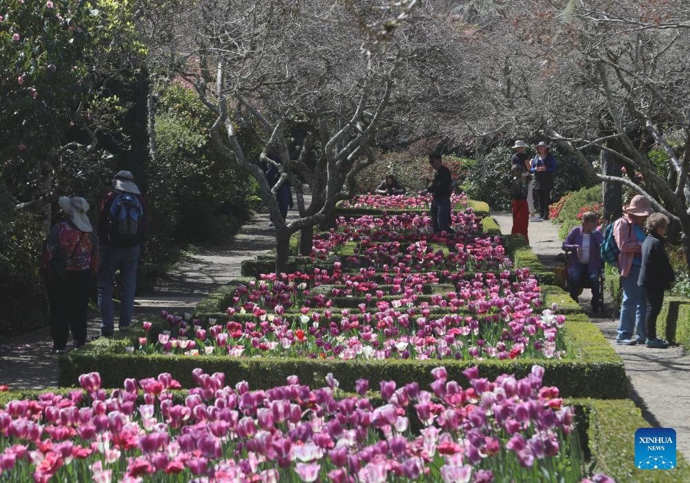 People enjoy spring scenery in Woodside, U.S. - Global Times
