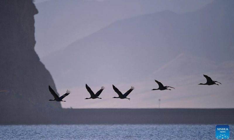 Black-necked cranes fly at a reservoir in Lhunzhub County of Lhasa, southwest China's Xizang Autonomous Region, March 17, 2024. As the temperature gradually rises, black-necked cranes have started their migration from the reservoir in Lhunzhub County. The black-necked crane, a species under first-class state protection in China, mainly inhabits plateau meadows and marshes at an altitude of 2,500 to 5,000 meters.(Photo: Xinhua)