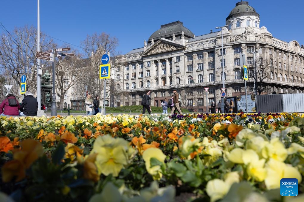 Flowers are seen blooming in front of the Hungarian Ministry of Interior in Budapest, Hungary, March 17, 2024.(Photo: Xinhua)