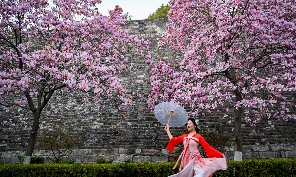 A woman dressed in Hanfu (traditional Chinese outfit) takes a photo under a magnolia flower in full bloom at the the Ming Dynasty City Wall in Nanjing, East China's Jiangsu Province on March 19, 2024. The magnolia in the city ushered in the best viewing period. Photo: VCG