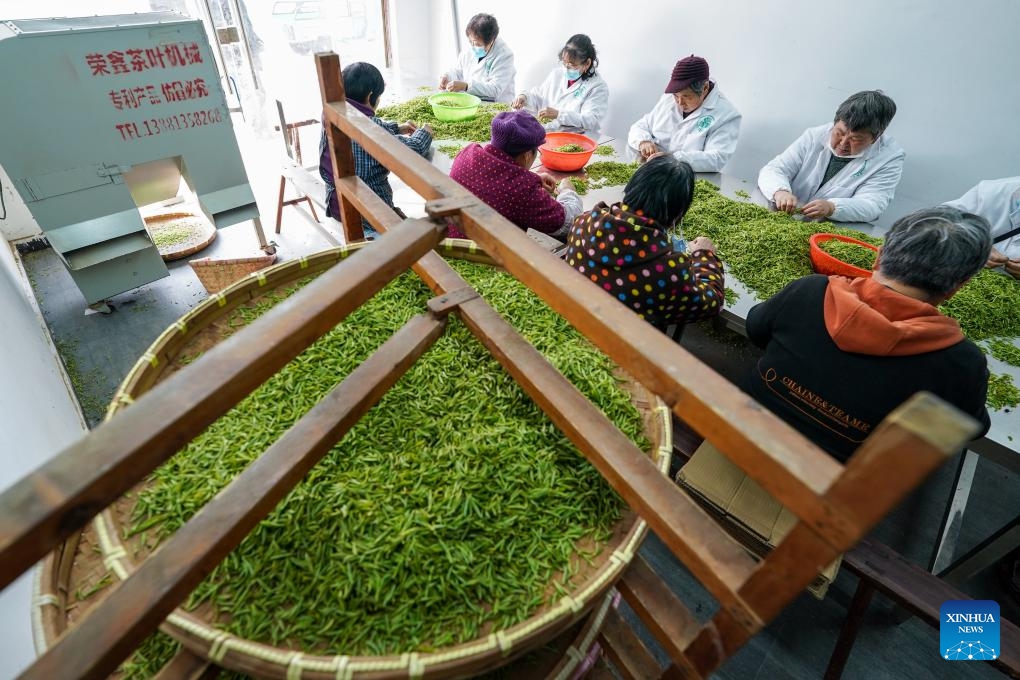 Staff members pick and sort fresh tea leaves at a tea factory in Jinting Town of Wuzhong District, Suzhou, east China's Jiangsu Province, March 19, 2024. Harvest season for Biluochun, one of the top tea varieties in China and the speciality of Suzhou, has recently arrived. Local tea farmers have been busy in harvesting and processing Biluochun tea leaves to meet the market demand.(Photo: Xinhua)
