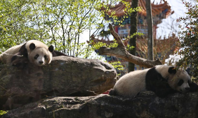 The panda twin cubs Huan Lili and Yuan Dudu are seen at the Beauval Zoo in Saint-Aignan, France, March 22, 2024. (Xinhua/Gao Jing)