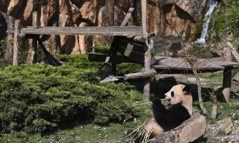 Giant panda Huan Huan is seen at the Beauval Zoo in Saint-Aignan, France, March 22, 2024. (Xinhua/Gao Jing)