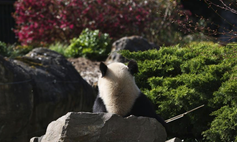 Giant panda Huan Huan is seen at the Beauval Zoo in Saint-Aignan, France, March 22, 2024. (Xinhua/Gao Jing)
