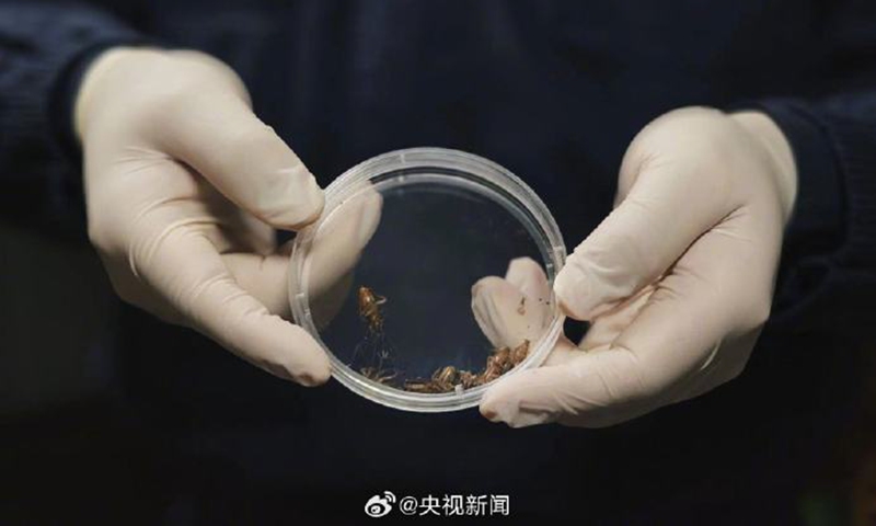 Cockroaches Photo: Screenshot from CCTV news report