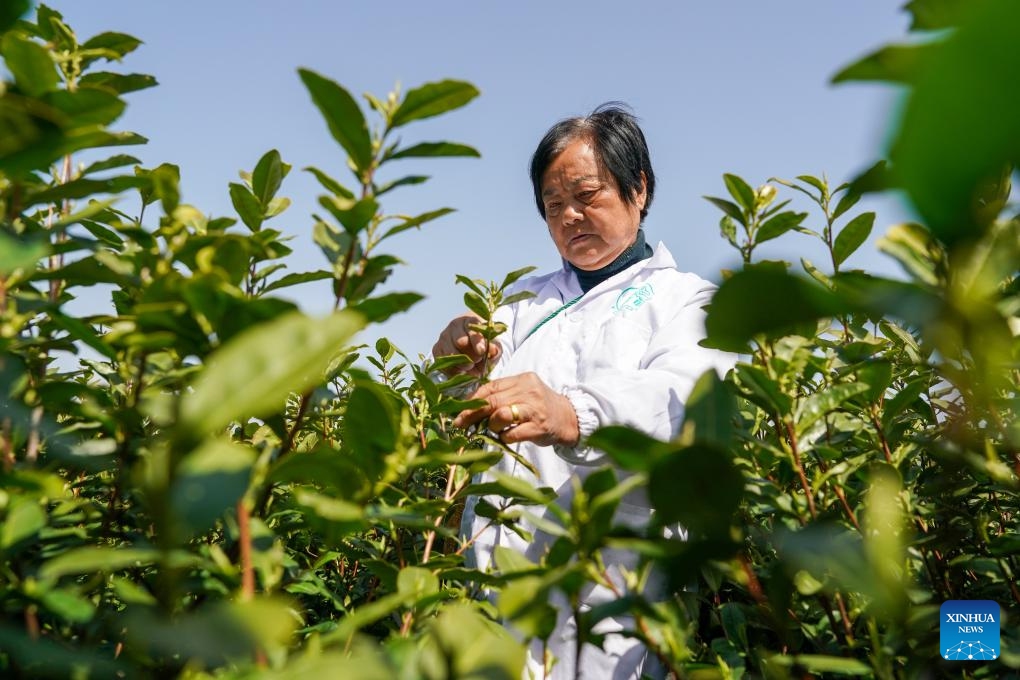 A tea farmer picks tea leaves at a tea garden in Jinting Town of Wuzhong District, Suzhou, east China's Jiangsu Province, March 20, 2024. Harvest season for Biluochun, one of the top tea varieties in China and the speciality of Suzhou, has recently arrived. Local tea farmers have been busy in harvesting and processing Biluochun tea leaves to meet the market demand(Photo: Xinhua)