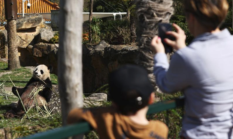 Visitors watch giant panda Huan Huan at the Beauval Zoo in Saint-Aignan, France, March 22, 2024. (Xinhua/Gao Jing)