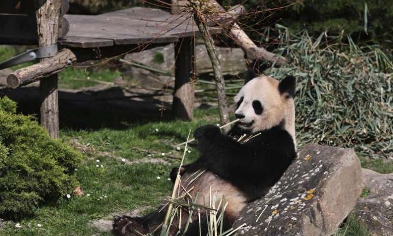 Giant panda Huan Huan is seen at the Beauval Zoo in Saint-Aignan, France, March 22, 2024. (Xinhua/Gao Jing)