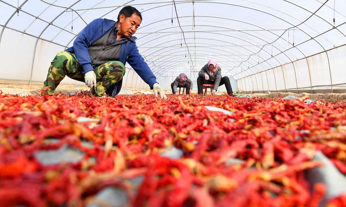 Workers select and dry chili in a greenhouse of a local agriculture company in the Gangu county, Tanshui, Gansu, on November 13, 2023. Photo: VCG