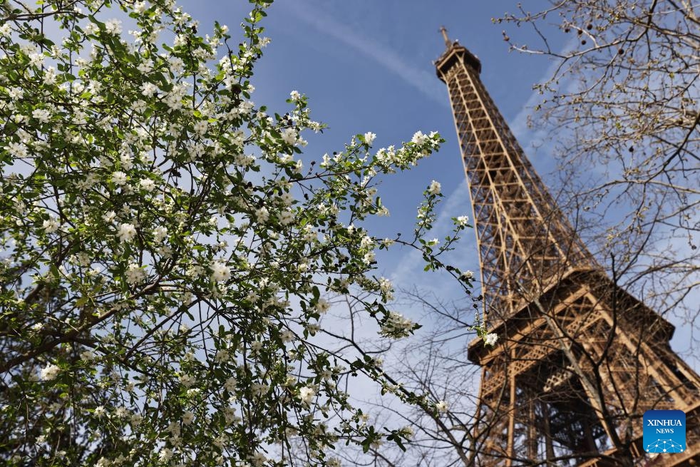 Trees bloom at the Champ de Mars near the Eiffel Tower in Paris, France, March 20, 2024.(Photo: Xinhua)