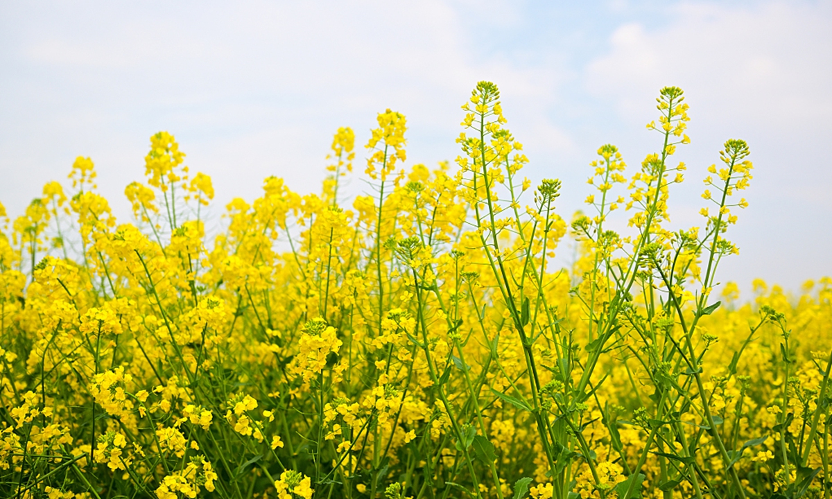 Visitors enjoyed the golden yellow beauty of the blooming rapeseed flowers on March 24 during a spring village tour in Suzhou, East China's Jiangsu Province. Photos: CFP
