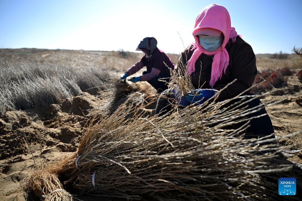 Workers process Caragana seedlings to be planted at Baijitan national nature reserve of Lingwu, northwest China's Ningxia Hui Autonomous Region, March 19, 2024. On the southwest edge of the Maowusu Desert, there lies a 60-km-long and 30-km-wide oasis. The verdure, which blocks windblown dust in Maowusu, has been working in fighting desertification. Within the green belt is the Baijitan national nature reserve of Lingwu City. (Photo: Xinhua)