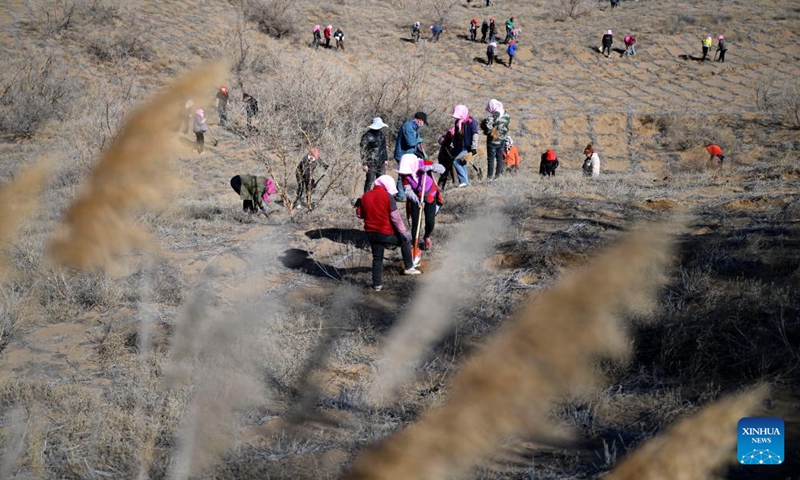 Workers plant Caragana seedlings at Baijitan national nature reserve of Lingwu, northwest China's Ningxia Hui Autonomous Region, March 19, 2024. On the southwest edge of the Maowusu Desert, there lies a 60-km-long and 30-km-wide oasis. The verdure, which blocks windblown dust in Maowusu, has been working in fighting desertification.(Photo: Xinhua)