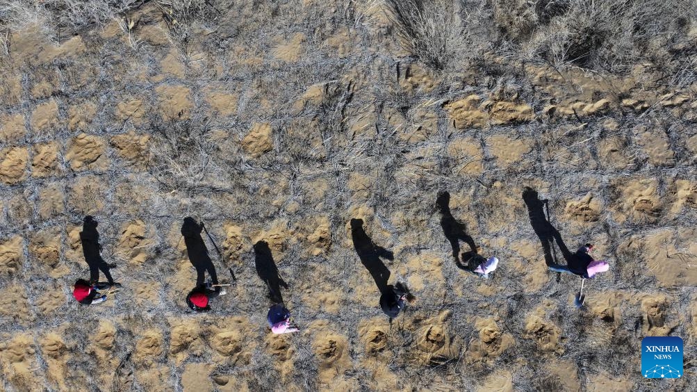 An aerial drone photo taken on March 19, 2024 shows workers planting Caragana seedlings at Baijitan national nature reserve of Lingwu, northwest China's Ningxia Hui Autonomous Region. On the southwest edge of the Maowusu Desert, there lies a 60-km-long and 30-km-wide oasis. The verdure, which blocks windblown dust in Maowusu, has been working in fighting desertification. Within the green belt is the Baijitan national nature reserve of Lingwu City. (Photo: Xinhua)