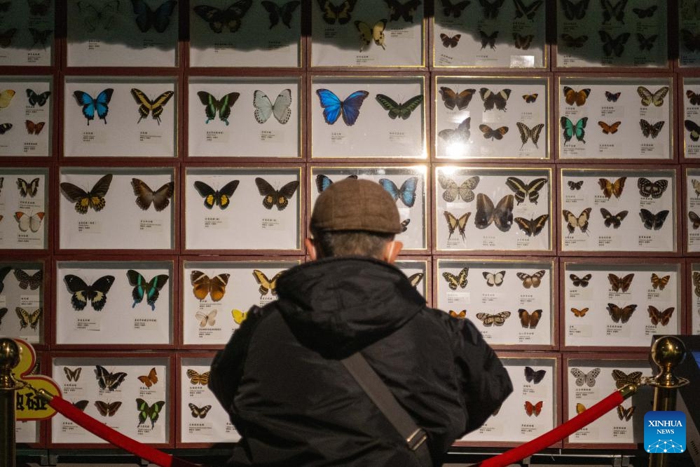 A tourist takes photos of butterfly specimens at the China (Harbin) Forest Museum in Harbin, northeast China's Heilongjiang Province, March 21, 2024. The World Forest Day falls on March 21.(Photo: Xinhua)