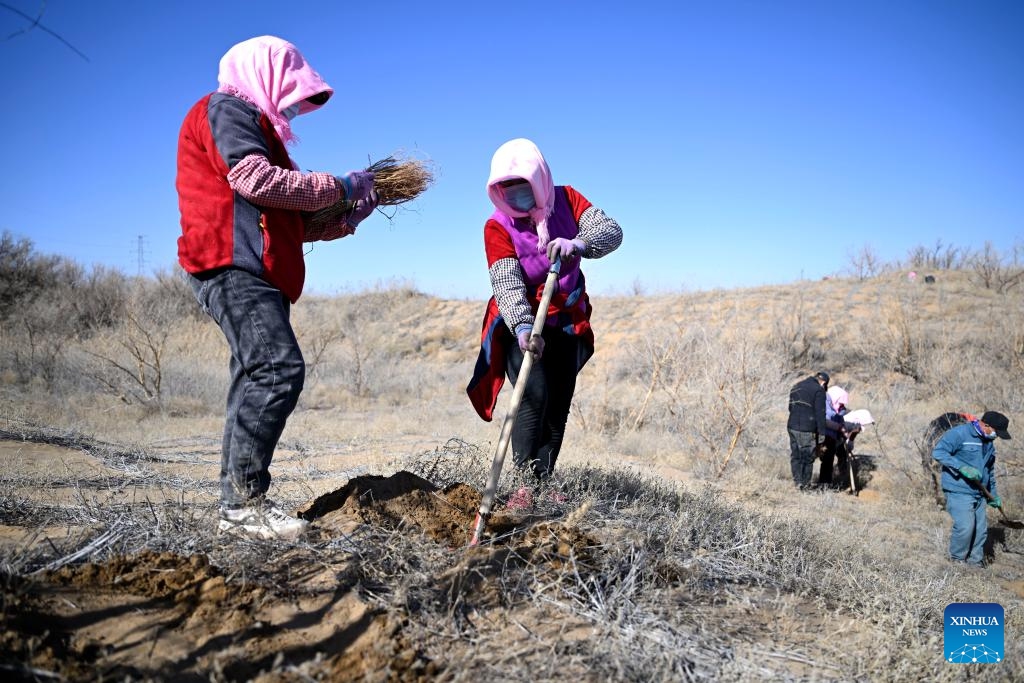 Workers plant Caragana seedlings at Baijitan national nature reserve of Lingwu, northwest China's Ningxia Hui Autonomous Region, March 19, 2024. On the southwest edge of the Maowusu Desert, there lies a 60-km-long and 30-km-wide oasis. The verdure, which blocks windblown dust in Maowusu, has been working in fighting desertification. Within the green belt is the Baijitan national nature reserve of Lingwu City. (Photo: Xinhua)