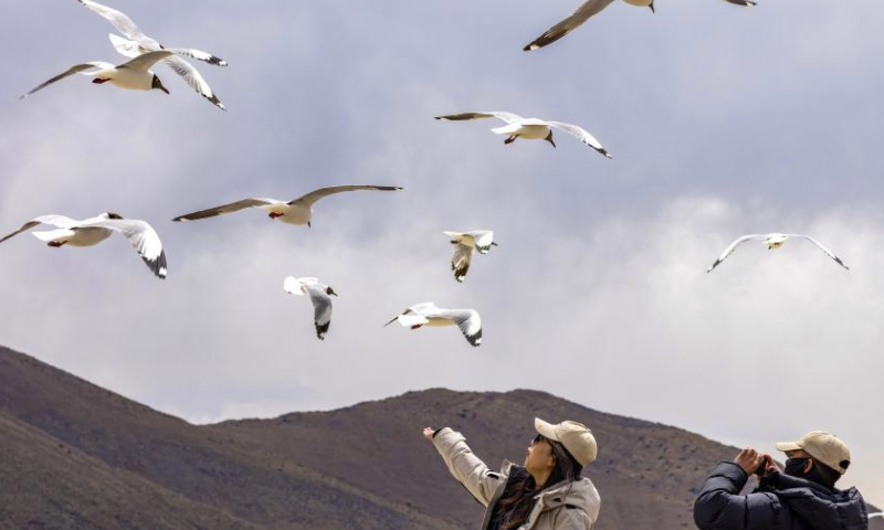 Tourists feed brown-headed gulls by the Yamzbog Yumco Lake in southwest China's Xizang Autonomous Region, April 5, 2024. (Xinhua/Jiang Fan)