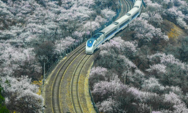 A train runs amid blooming flowers near the Juyongguan section of the Great Wall in Beijing, capital of China, March 24, 2024. (Photo by Liu Mancang/Xinhua)