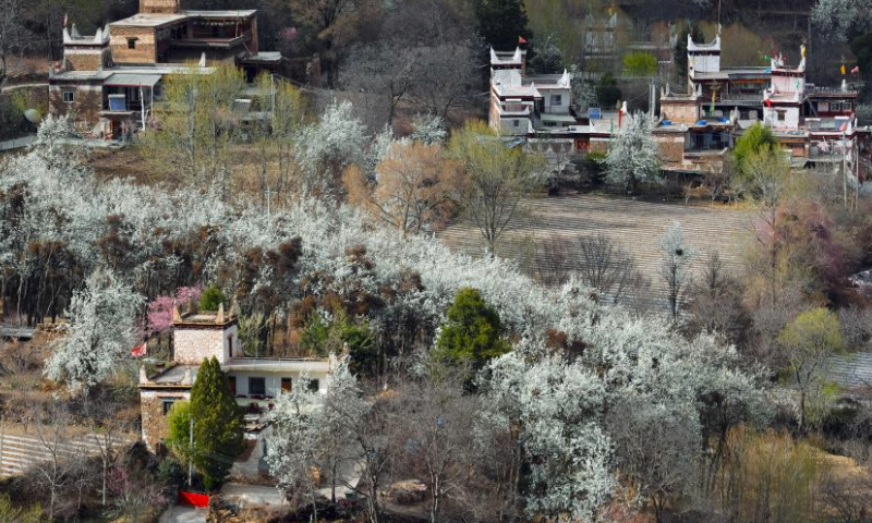 This photo taken on March 23, 2024 shows blooming pear flowers and residences of local people in Danba County, Tibetan Autonomous Prefecture of Garze, southwest China's Sichuan Province. Danba County has rolled out policies to support the development of the homestay industry and accelerate the high-quality development of the cultural tourism industry. (Xinhua/Shen Bohan)