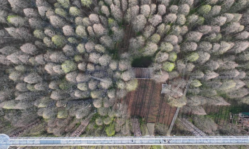 An aerial drone photo shows tourists walking on a glass walkway at Jinhu water forest scenic spot in Jinhu County, east China's Jiangsu Province, March 30, 2024. (Xinhua/Ji Chunpeng)