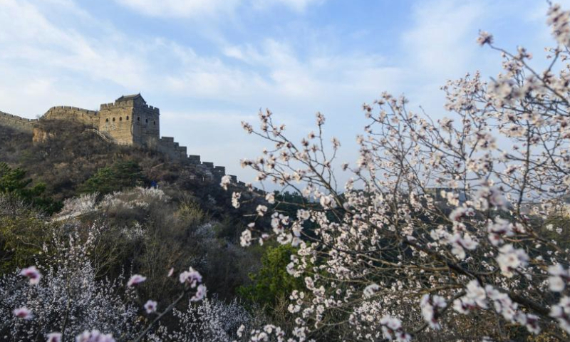 The spring scenery at the Jinshanling section of the Great Wall is pictured in Luanping County, north China's Hebei Province, April 6, 2024. (Photo by Wang Liqun/Xinhua)
