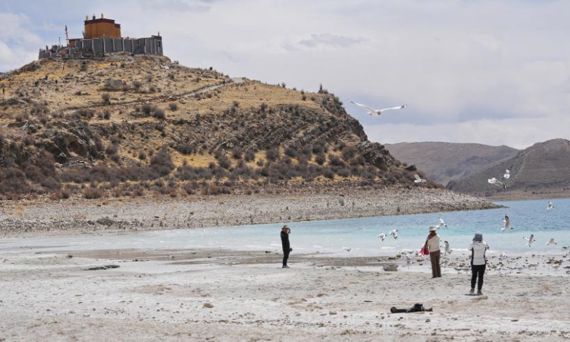 Tourists feed brown-headed gulls by the Yamzbog Yumco Lake in southwest China's Xizang Autonomous Region, April 5, 2024. (Xinhua/Zhang Rufeng)
