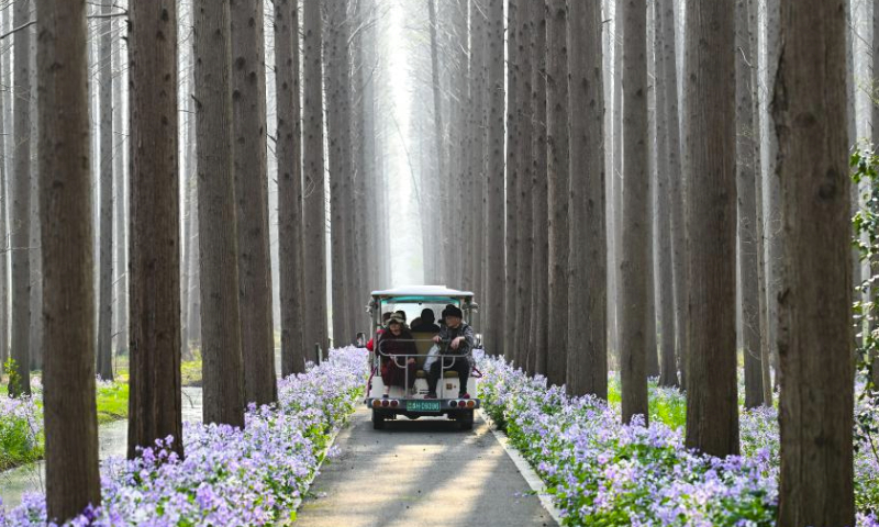 Tourists visit Jinhu water forest scenic spot in Jinhu County, east China's Jiangsu Province, March 30, 2024. (Xinhua/Ji Chunpeng)