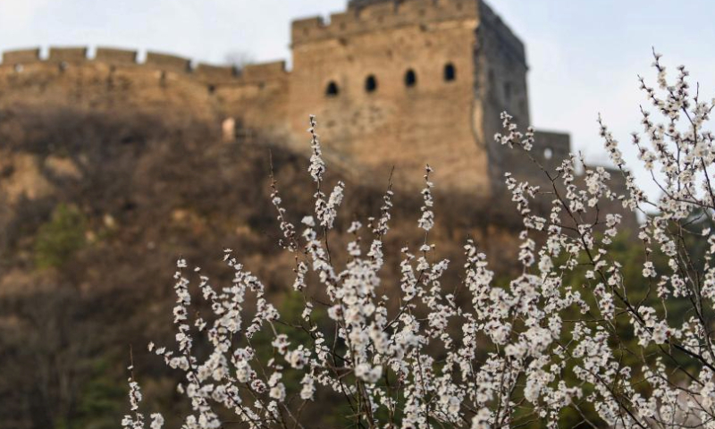 The spring scenery at the Jinshanling section of the Great Wall is pictured in Luanping County, north China's Hebei Province, April 6, 2024. (Photo by Wang Liqun/Xinhua)