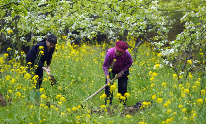 Villagers work in a pear orchard in Menghua Village, Longsheng County of Guilin City, south China's Guangxi Zhuang Autonomous Region, March 21, 2024. (Photo by Wei Jiyang/Xinhua)