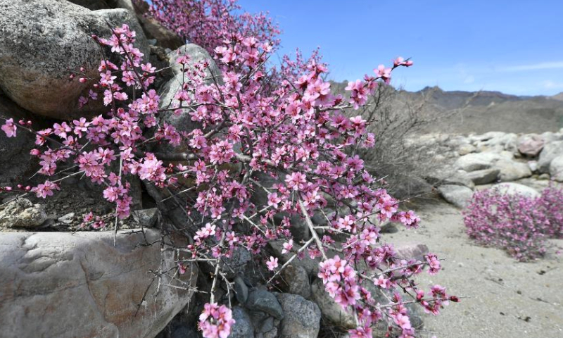 This photo taken on March 28, 2024 shows the blooming Mongolian almond at the eastern foot of the Helan Mountain in northwest China's Ningxia Hui Autonomous Region. The Mongolian almond is a kind of endangered plant which shows great tolerance to drought in the Gobi Desert area. (Xinhua/Wang Peng)