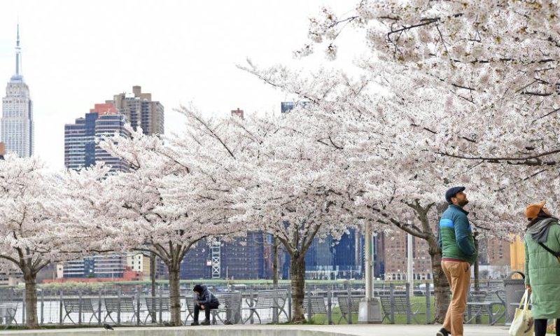 People enjoy themselves under cherry blossoms at a park in New York, the United States, on April 5, 2024. (Xinhua/Li Rui)