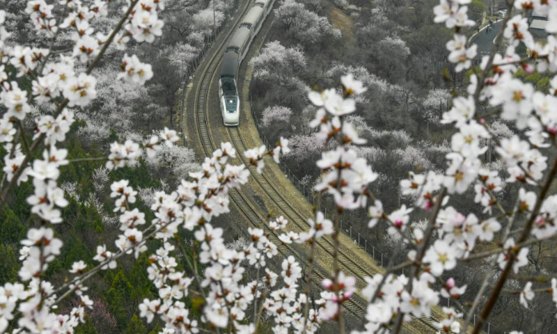 A train runs amid blooming flowers near the Juyongguan section of the Great Wall in Beijing, capital of China, March 24, 2024. (Photo by Liu Mancang/Xinhua)