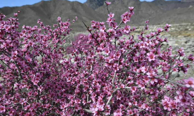 This photo taken on March 28, 2024 shows the blooming Mongolian almond at the eastern foot of the Helan Mountain in northwest China's Ningxia Hui Autonomous Region. The Mongolian almond is a kind of endangered plant which shows great tolerance to drought in the Gobi Desert area. (Xinhua/Wang Peng)
